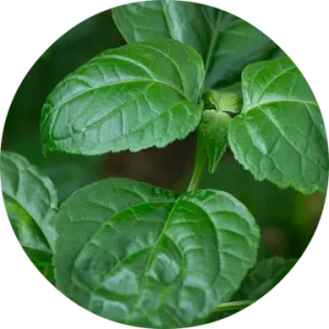 Patchouli Essential Oil - Living Libations