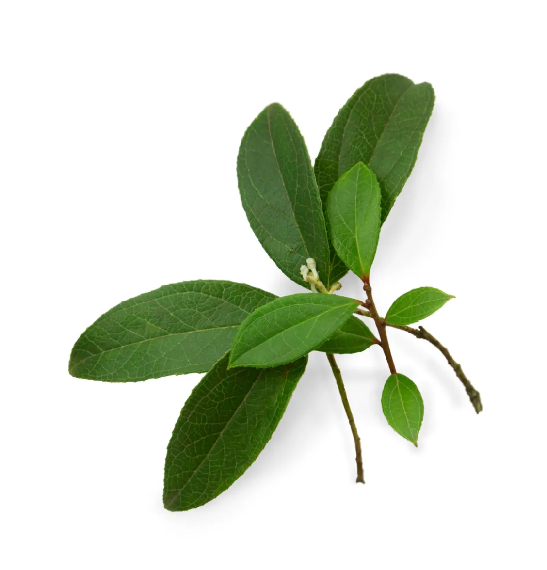 Wintergreen doTERRA 15 mL Essential Oil