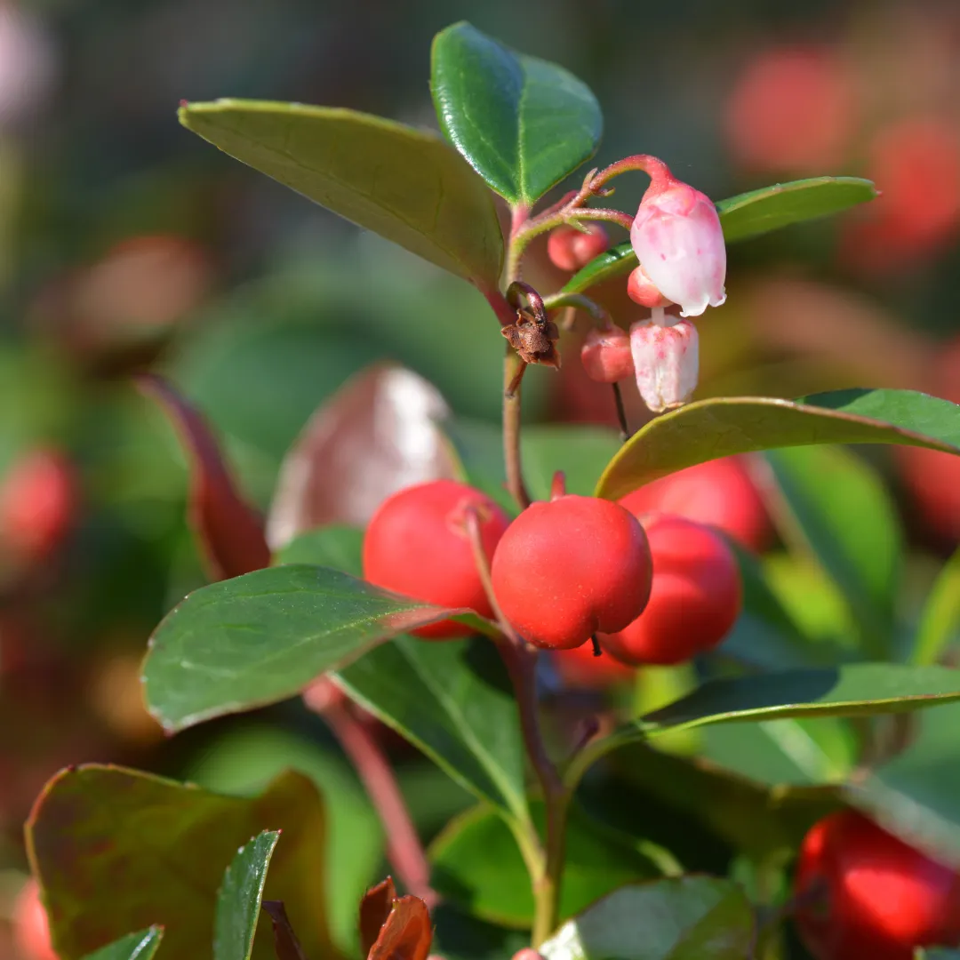 Wintergreen Essential Oil